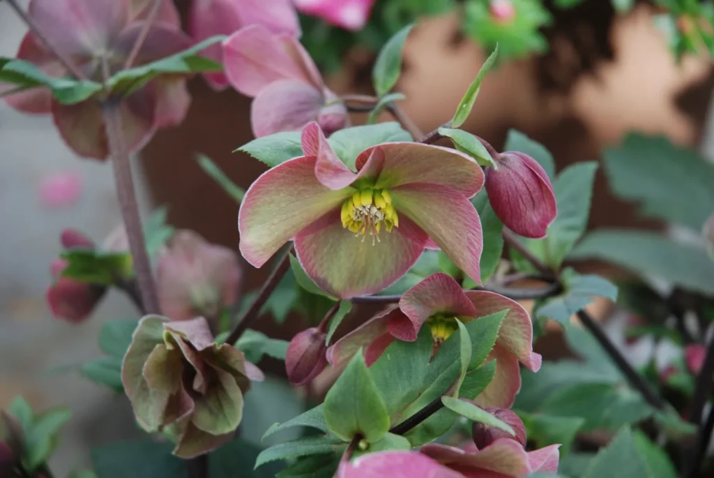 Lenteroos (Helleborus × hybridus) met oudroze, deels knikkende bloemen en knoppen