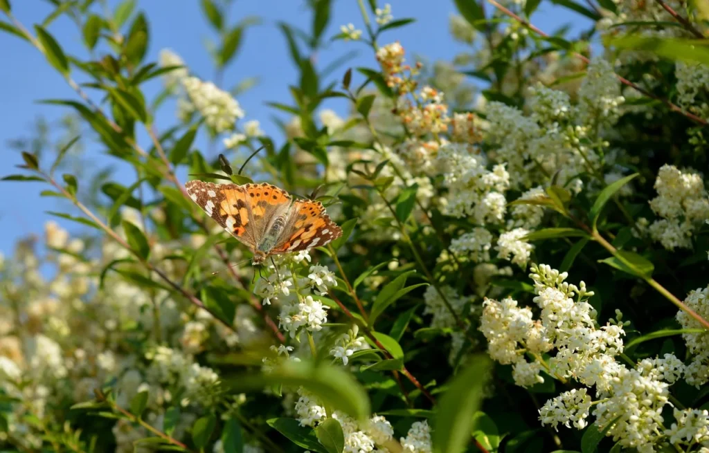 Distelvlinder op de witte bloempluimen van een bloeiende ligusterhaag