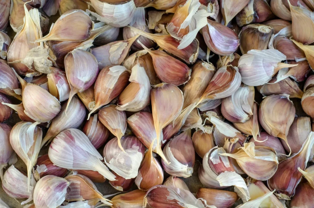 Losse knoflookteentjes met schil, klaar om met de punt omhoog te planten