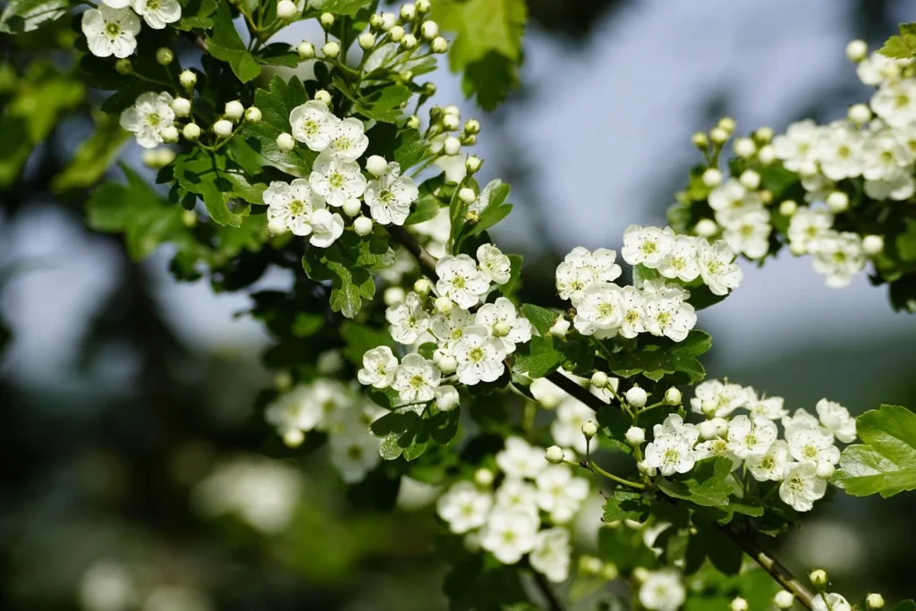 Bloeiende meidoorn (Crataegus) met witte bloemen en knoppen aan een tak