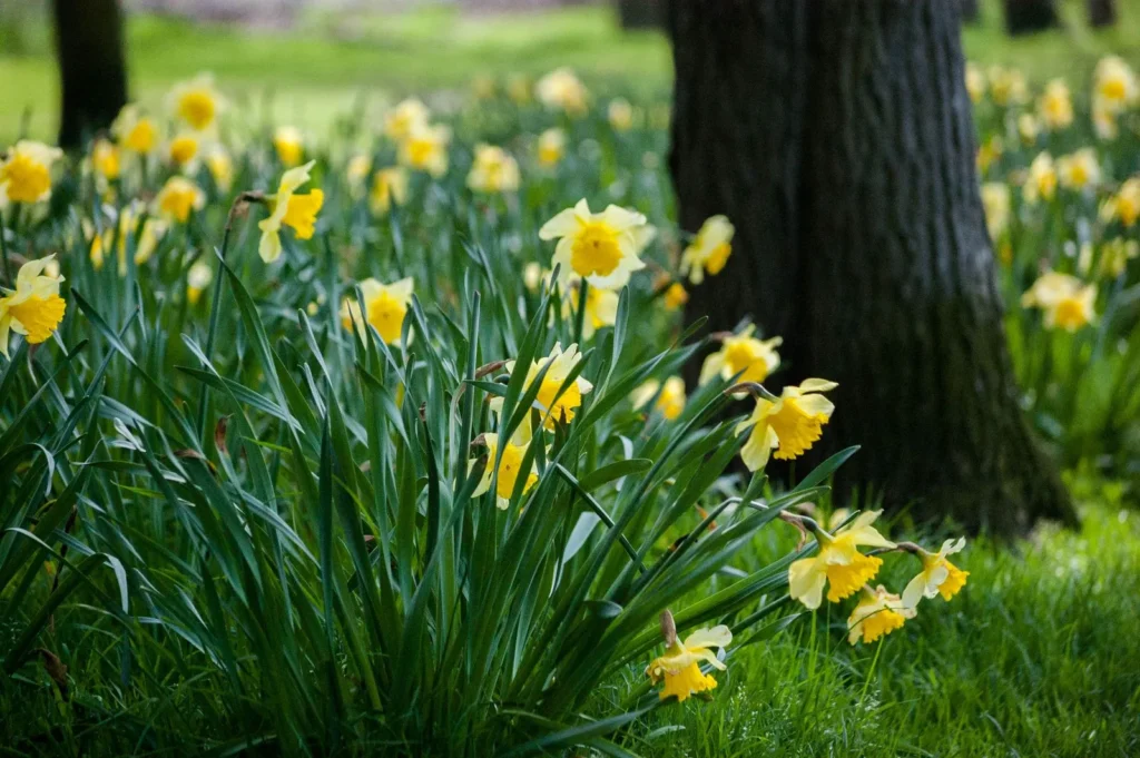 Gele narcissen verwilderd in het gras rond een boomstam in een park