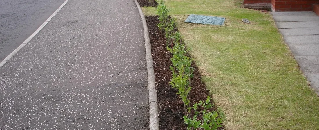 Haag planten: wanneer, hoe diep en hoeveel per meter