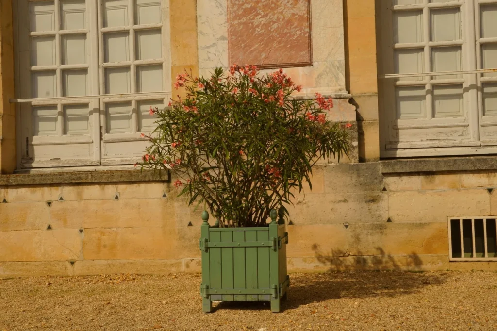 Oleander met zalmroze bloemen in een groene houten plantenbak op een zonnig grindterras voor een stenen gevel