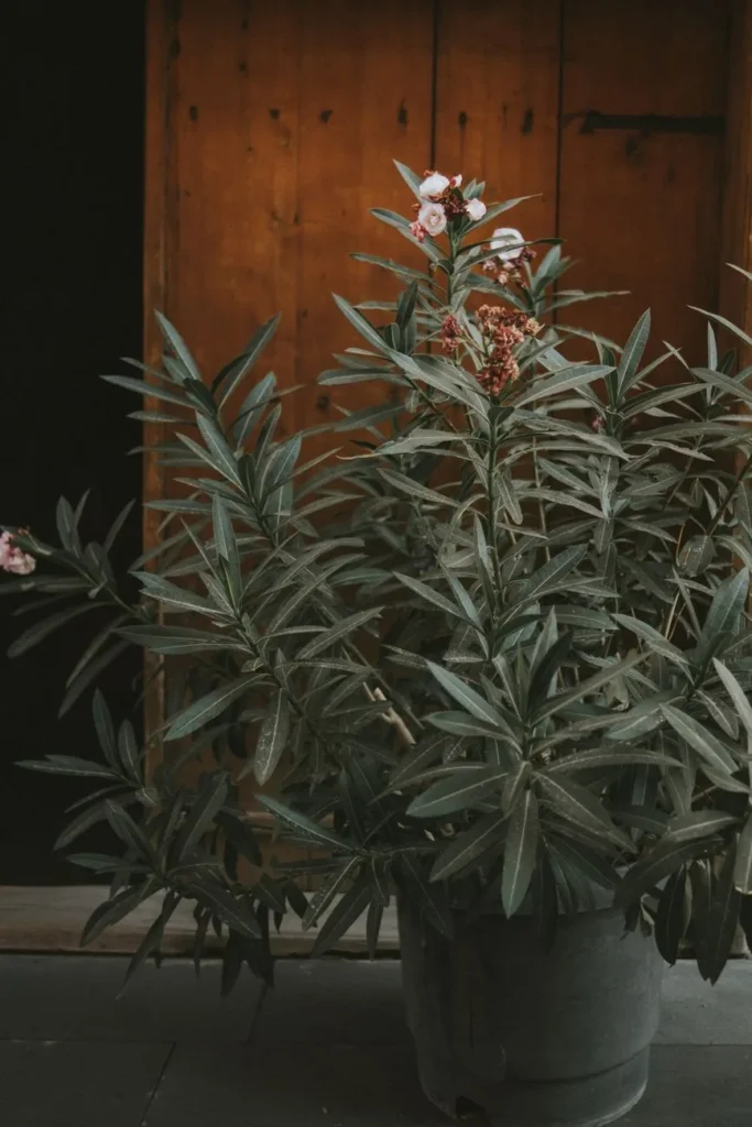 Volle oleander in een grijze pot voor een houten deur, met een paar witte bloemen en uitgebloeide, verdroogde bloemtrosjes