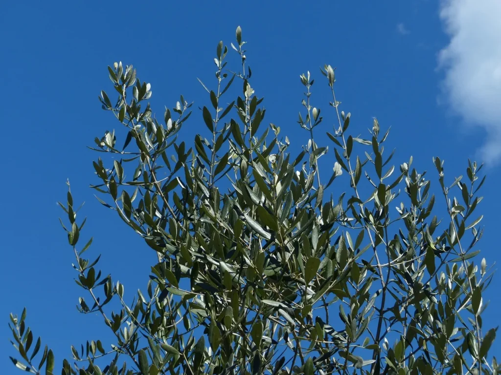Kroon van een olijfboom met smalle, leerachtige grijsgroene bladeren tegen een blauwe lucht