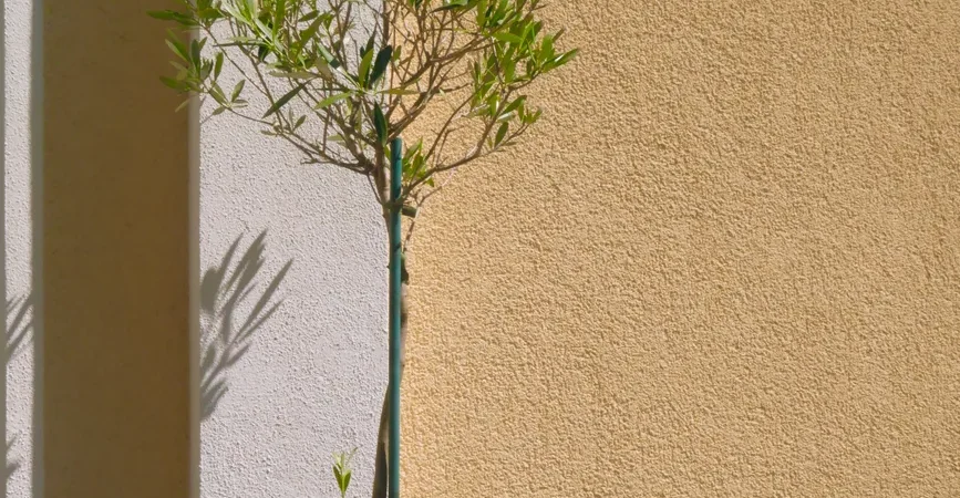 Olijfboom planten: wanneer, hoe en waar