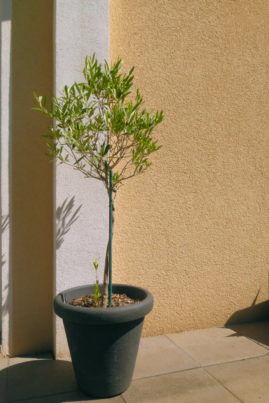 Olijfboom planten: wanneer, hoe en waar