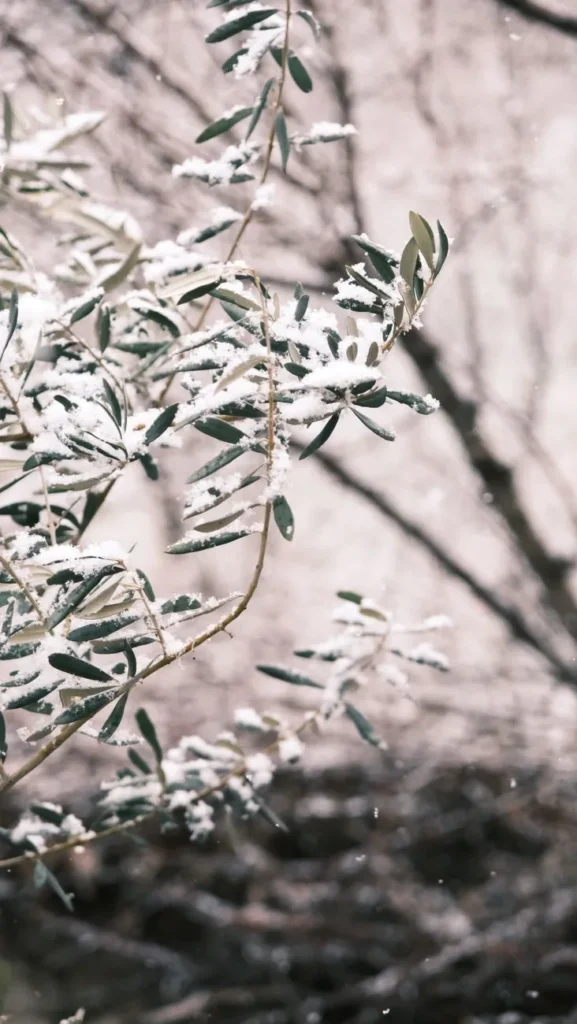 Olijftakken met smal grijsgroen blad onder een dun laagje sneeuw