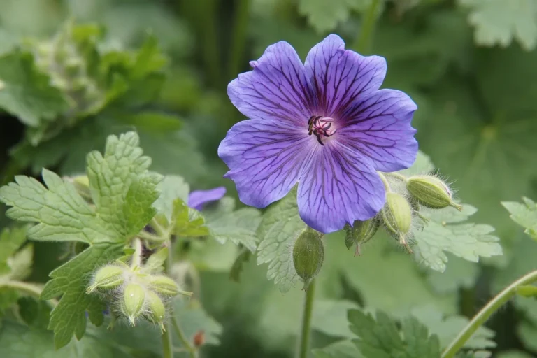 Blauwpaarse bloem van ooievaarsbek (Geranium 'Rozanne'), de winterharde vaste plant, niet de balkongeranium