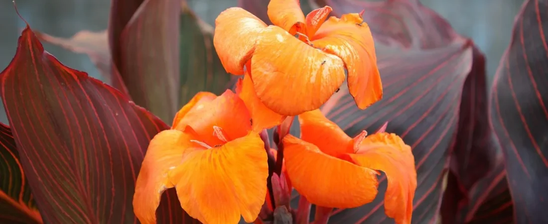 Canna planten: wanneer, hoe diep en waar