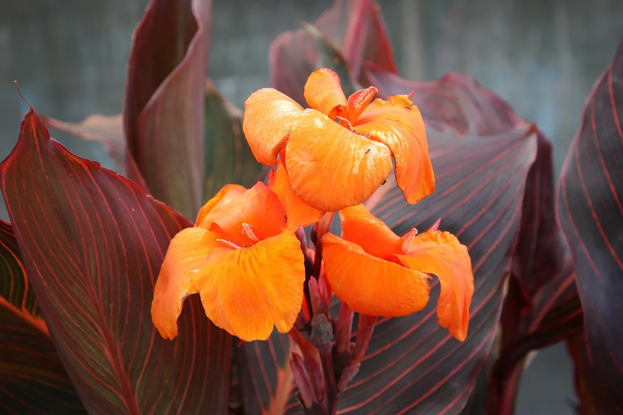 Canna planten: wanneer, hoe diep en waar