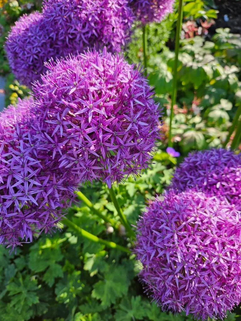 Grote paarse bolvormige alliumbloemen boven het blad van vaste planten in een zonnige border