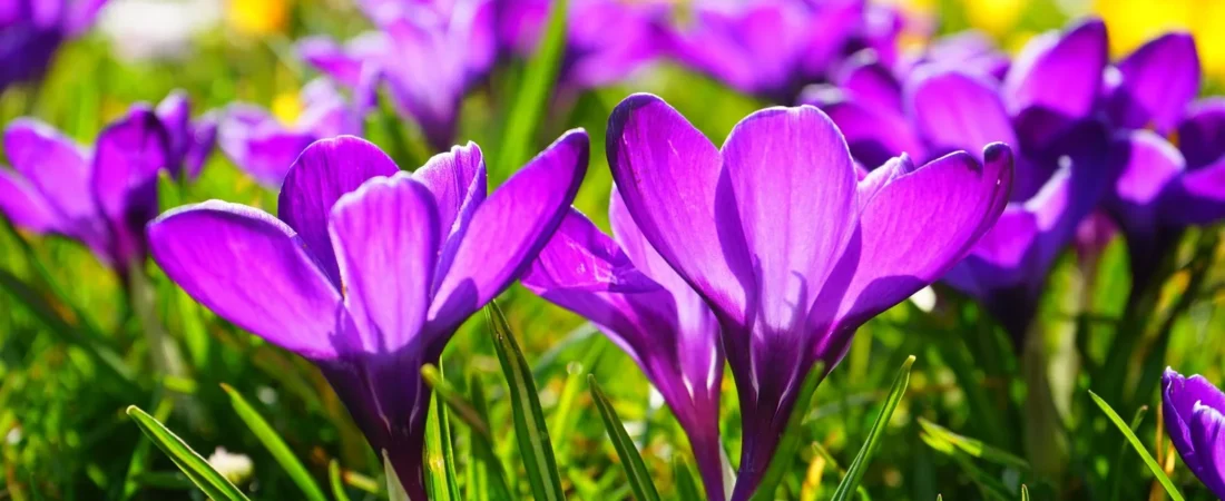 Krokussen planten: wanneer, hoe diep en waar