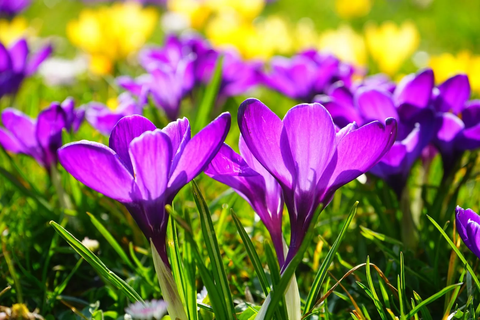 Krokussen planten: wanneer, hoe diep en waar