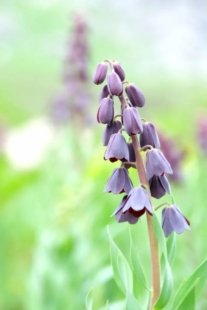 Perzische keizerskroon (Fritillaria persica) met een hoge tros donkerpaarse klokjes boven blauwgroen blad