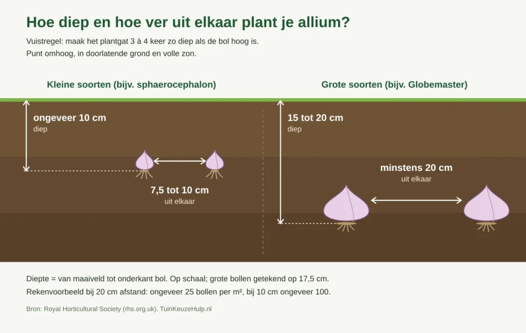 Schema plantdiepte allium: kleine soorten ongeveer 10 cm diep en 7,5 tot 10 cm uit elkaar, grote soorten 15 tot 20 cm diep en minstens 20 cm uit elkaar