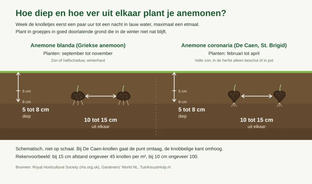 Schema anemonen planten: knollen weken, 5 tot 8 cm diep en 10 tot 15 cm uit elkaar; blanda planten in september tot november, coronaria in februari tot april