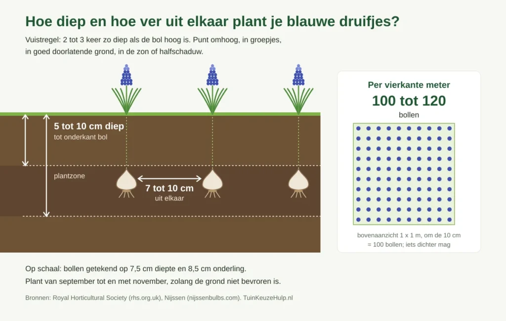 Schema plantdiepte blauwe druifjes: bollen 5 tot 10 cm diep tot de onderkant van de bol, 7 tot 10 cm uit elkaar, ongeveer 100 tot 120 bollen per vierkante meter