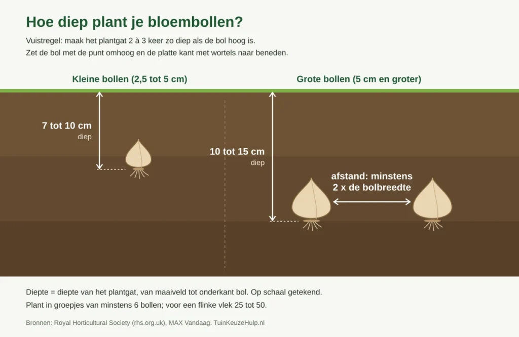 Schema plantdiepte bloembollen: kleine bollen 7 tot 10 cm diep, grote bollen 10 tot 15 cm diep, afstand minstens 2 keer de bolbreedte
