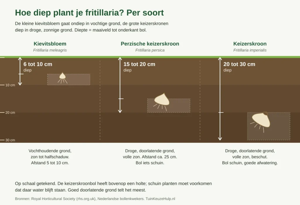Schema plantdiepte fritillaria: kievitsbloem 6 tot 10 cm diep in vochtige grond, Perzische keizerskroon 15 tot 20 cm en keizerskroon 20 tot 30 cm diep in droge, zonnige grond