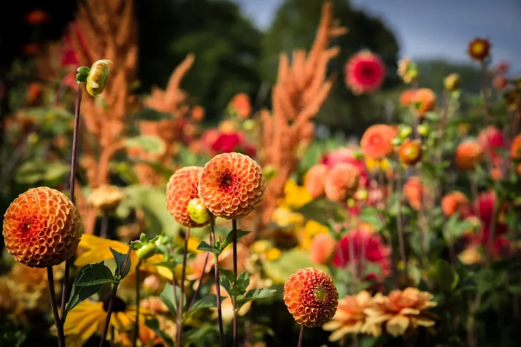 Oranje pompondahlia's met kleine bolvormige bloemen in een kleurrijke border met andere dahlia's