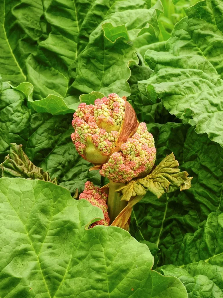 Bloeistengel van rabarber met een openbarstende roze-groene bloemknop tussen de bladeren