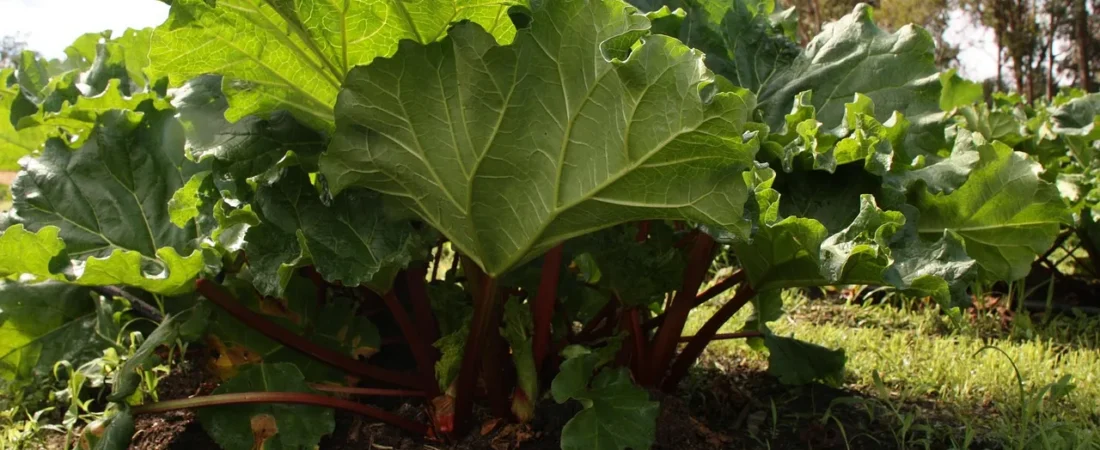Rabarber planten: wanneer, hoe diep en waar