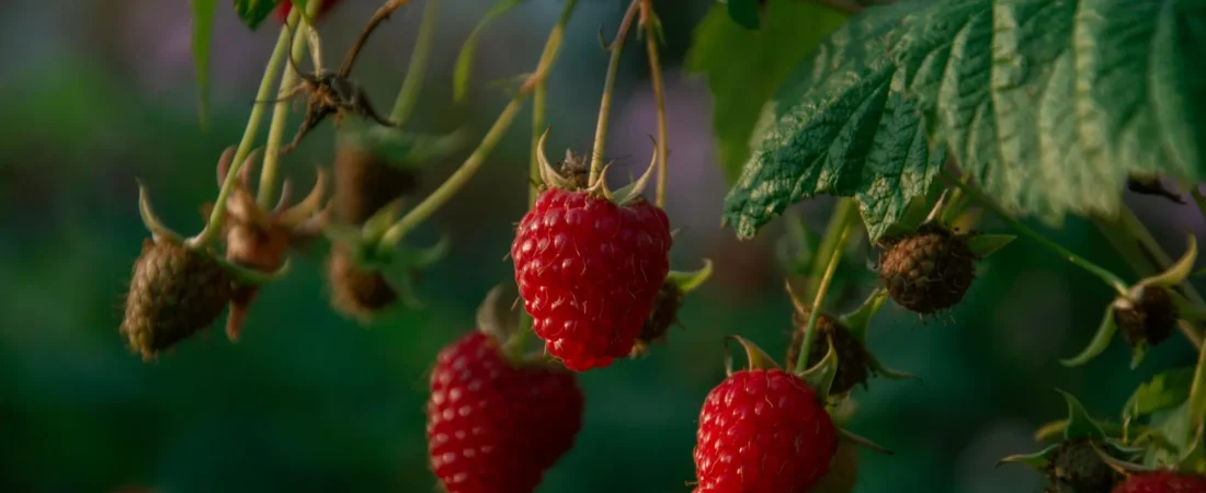 Frambozen planten: wanneer, hoe diep en waar