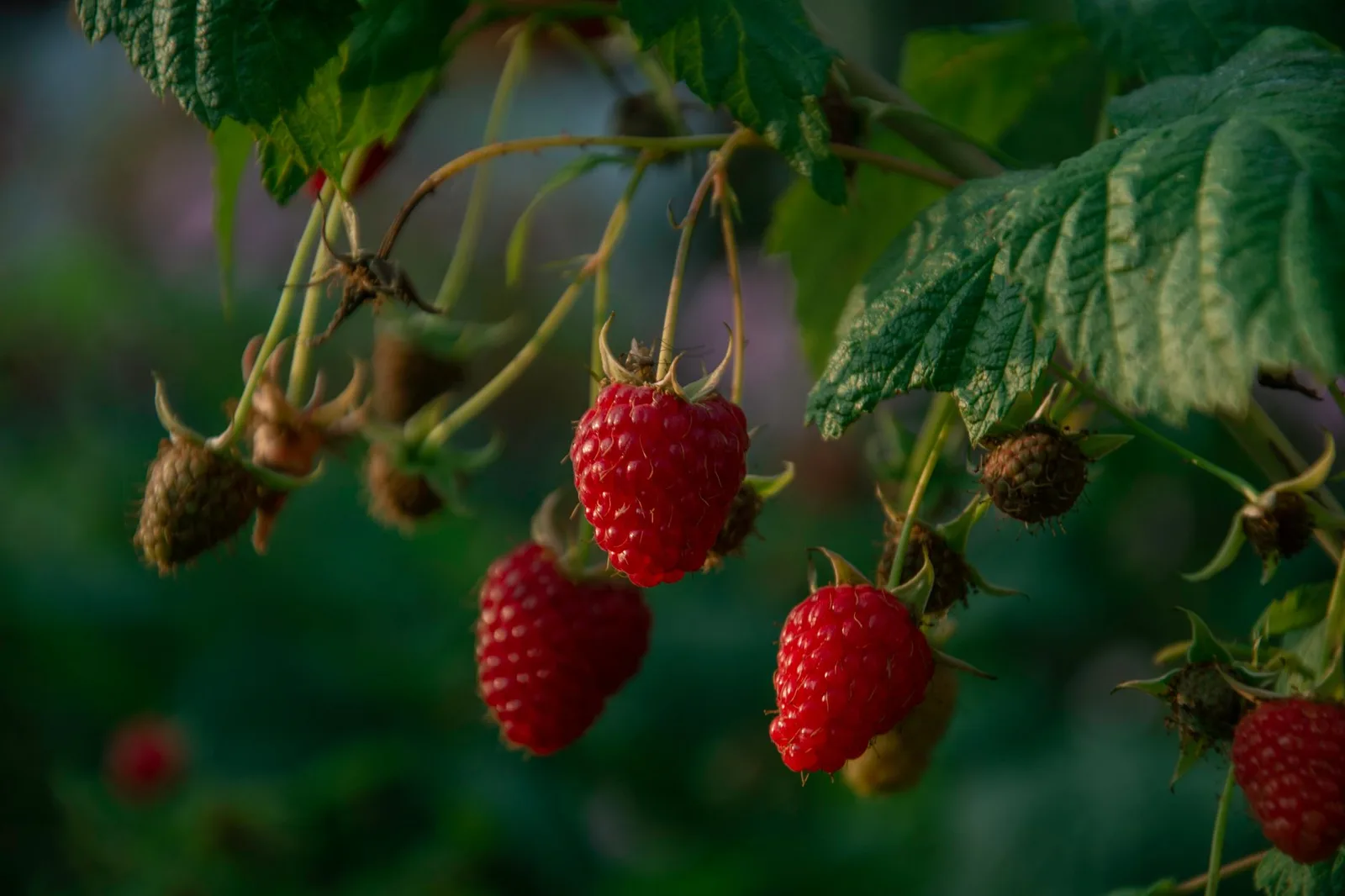 Frambozen planten: wanneer, hoe diep en waar