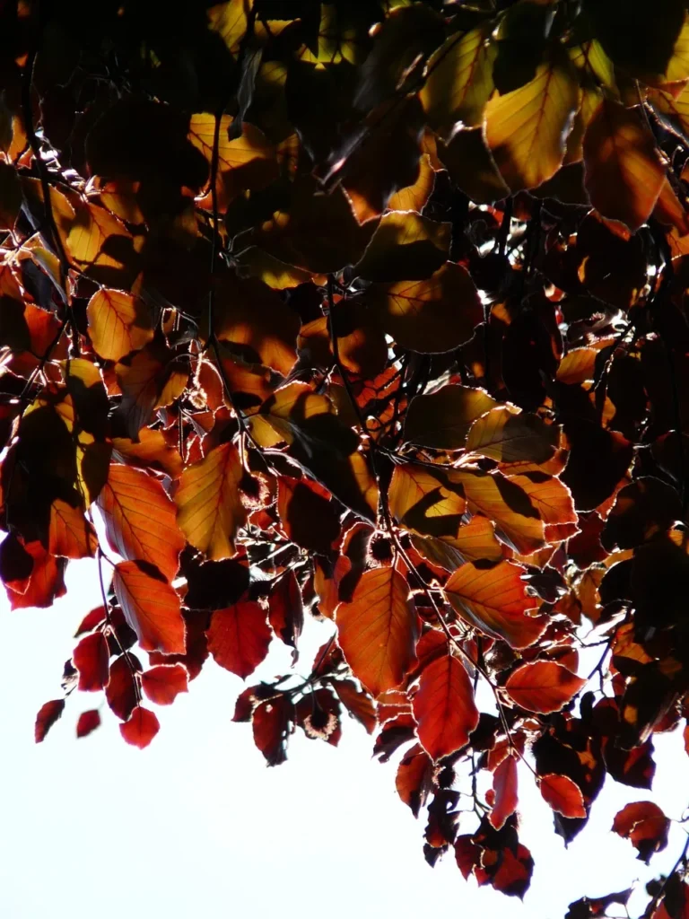 Roodpaars blad van de rode beuk (Fagus sylvatica purpurea) met beukennootjes in tegenlicht