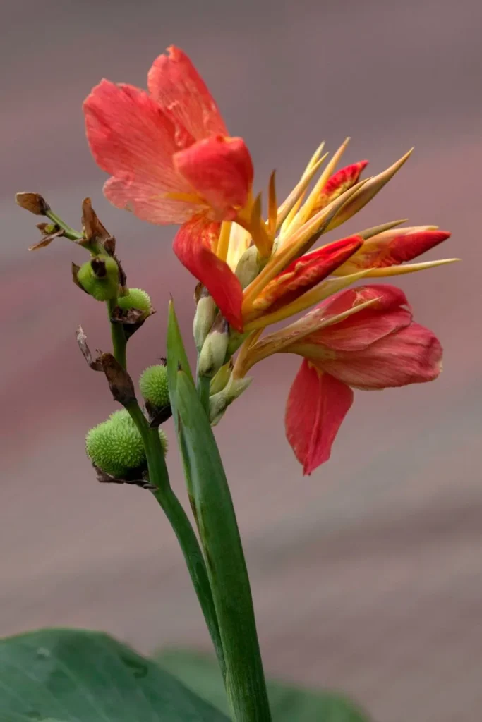 Rode canna met een open bloem bovenaan en groene zaaddozen die zich vormen op de bloeistengel