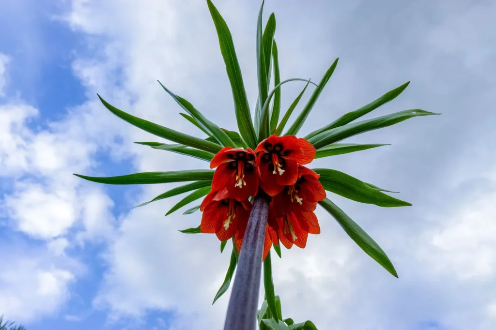 Rode keizerskroon (Fritillaria imperialis) met een krans van hangende bloemen onder een kuif van bladeren, tegen een blauwe lucht