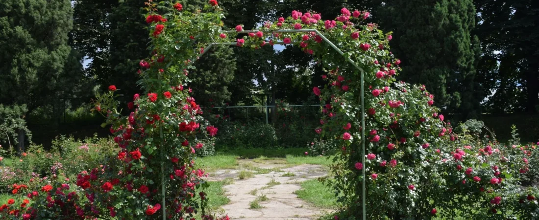 Klimroos planten: wanneer, hoe diep en waar