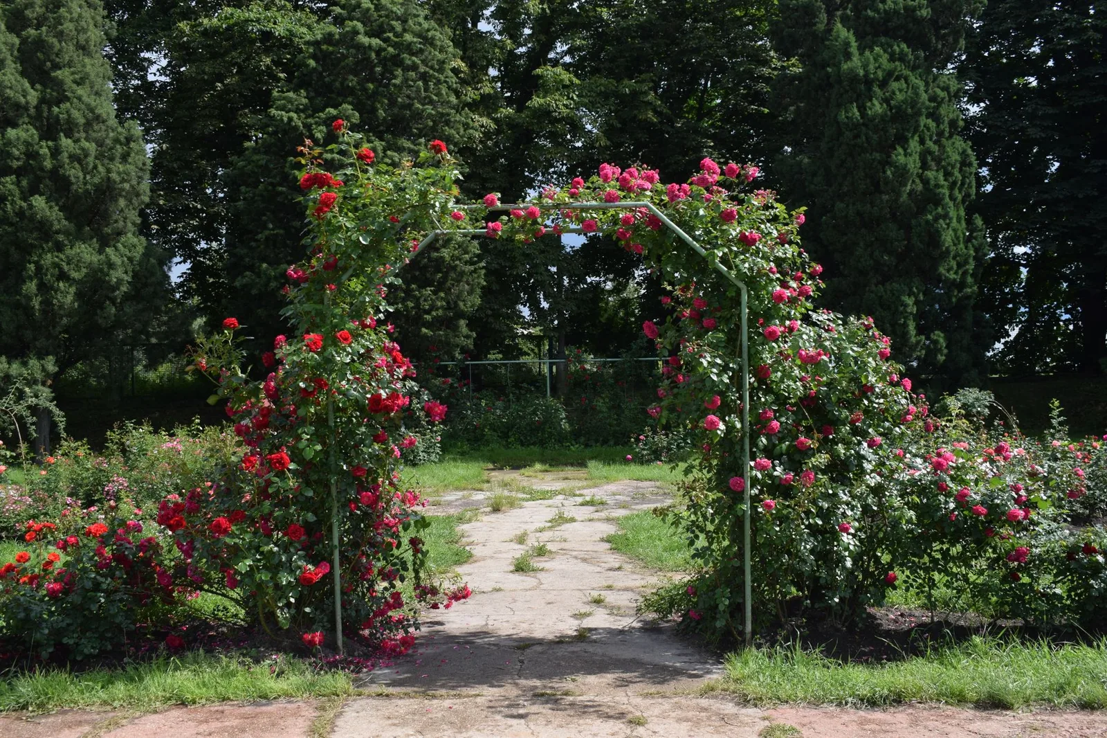 Klimroos planten: wanneer, hoe diep en waar
