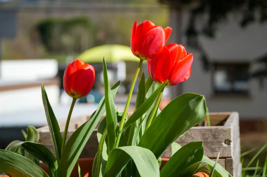 Rode tulpen in bloei in een houten plantenbak buiten