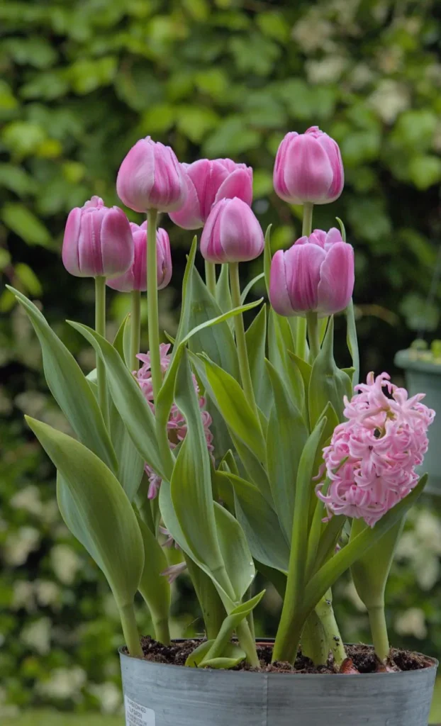 Roze hyacinten en roze tulpen samen in een zinken pot buiten, tegen een groene haag