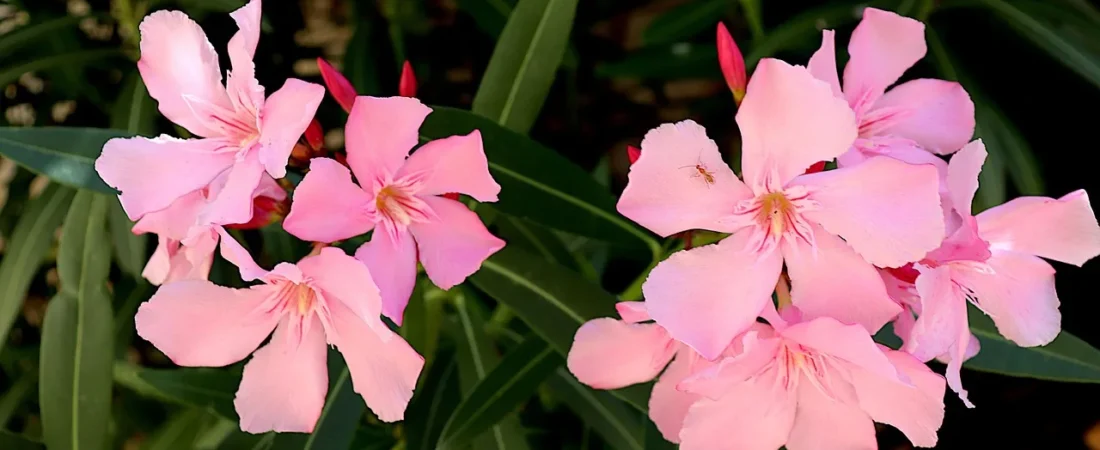 Oleander planten: wanneer, hoe en waar