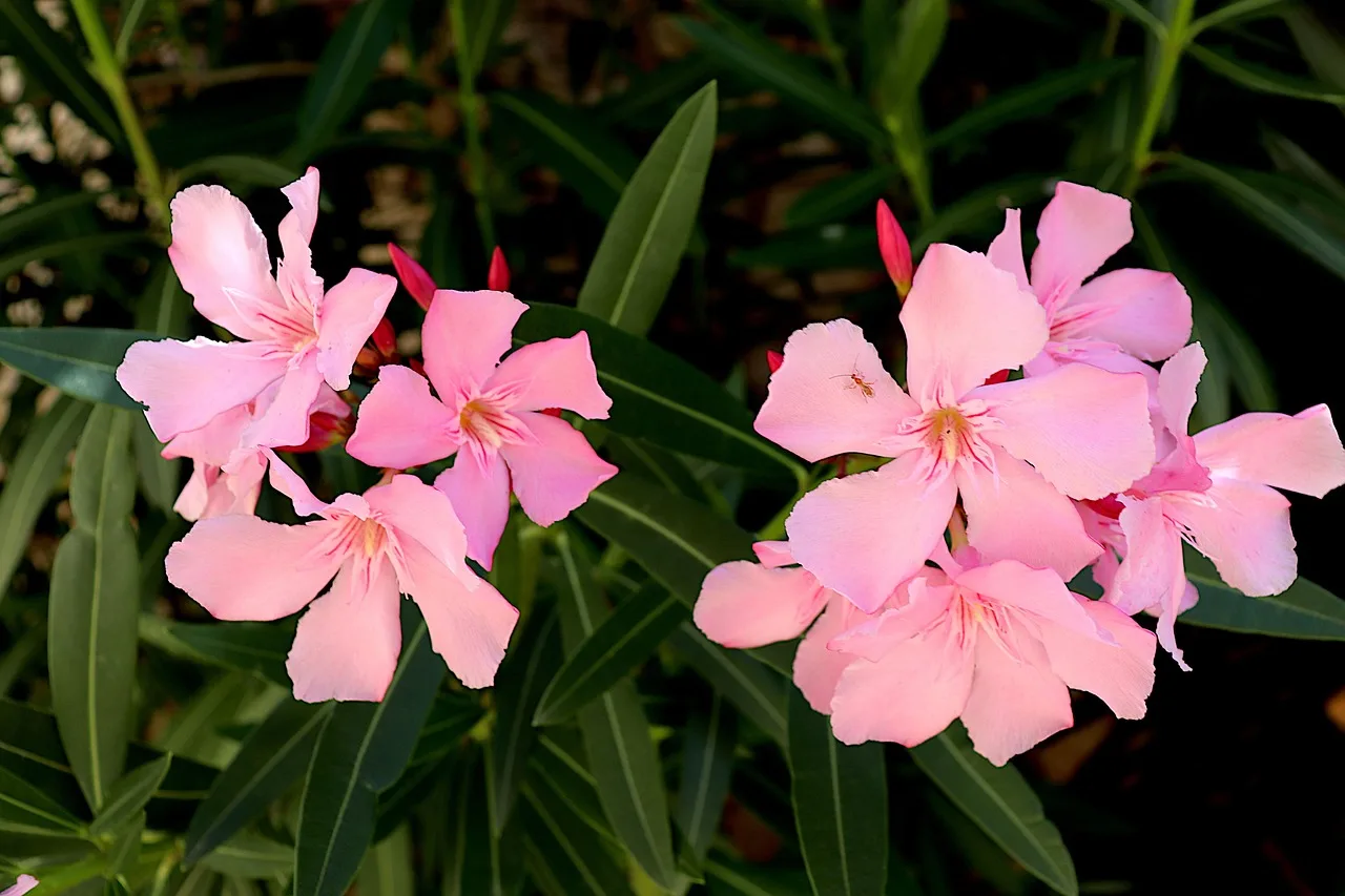 Oleander planten: wanneer, hoe en waar