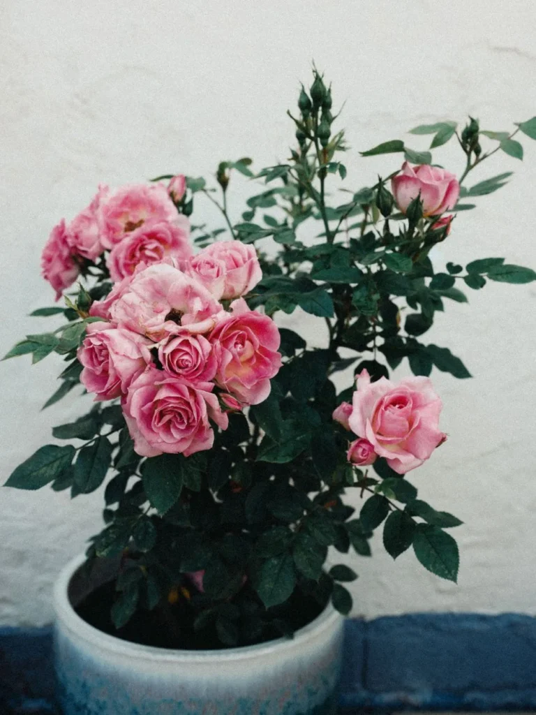 Roze rozen in bloei in een keramische pot buiten tegen een witte muur