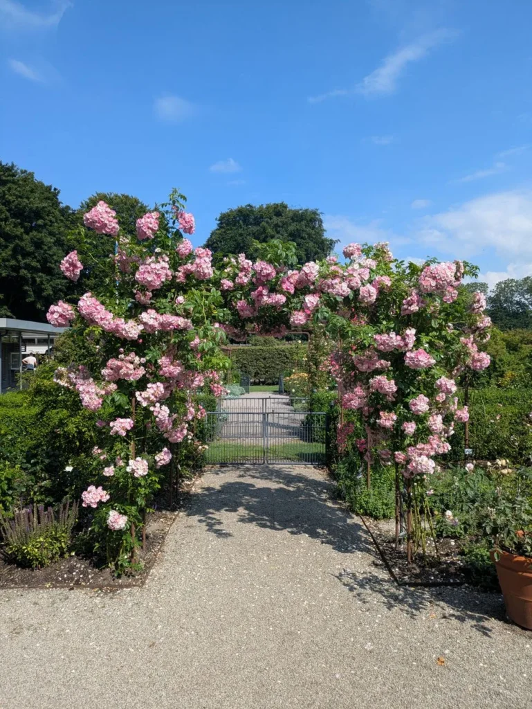 Rozenbogen met roze bloeiende klimrozen boven een grindpad