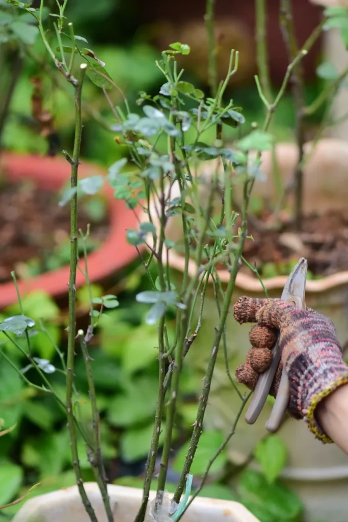 Hand met tuinhandschoen snoeit een rozenstruik in een pot met een snoeischaar