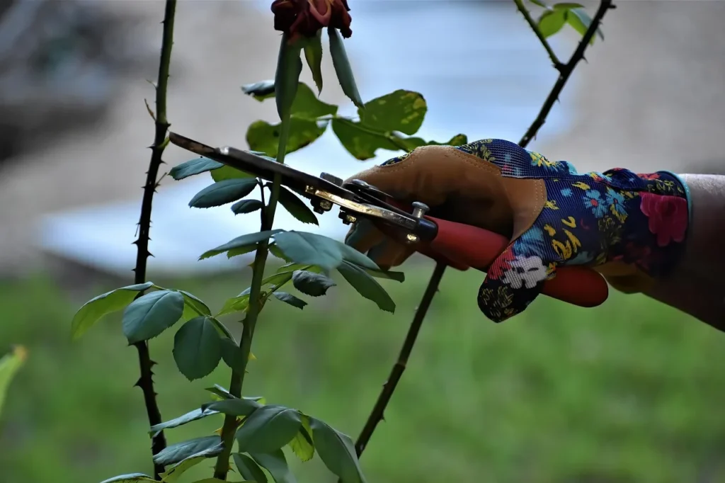 Hand met tuinhandschoen knipt een rozentak met een snoeischaar
