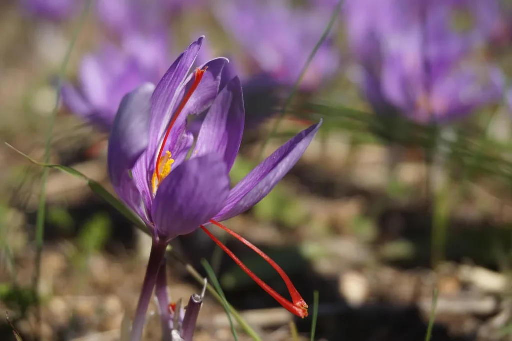 Saffraankrokus (Crocus sativus) in de herfst met paarse bloem en lange rode stempeldraden