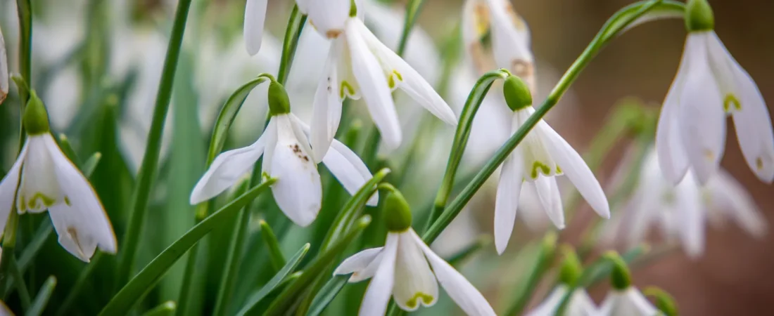Sneeuwklokje planten: wanneer, hoe diep en waar