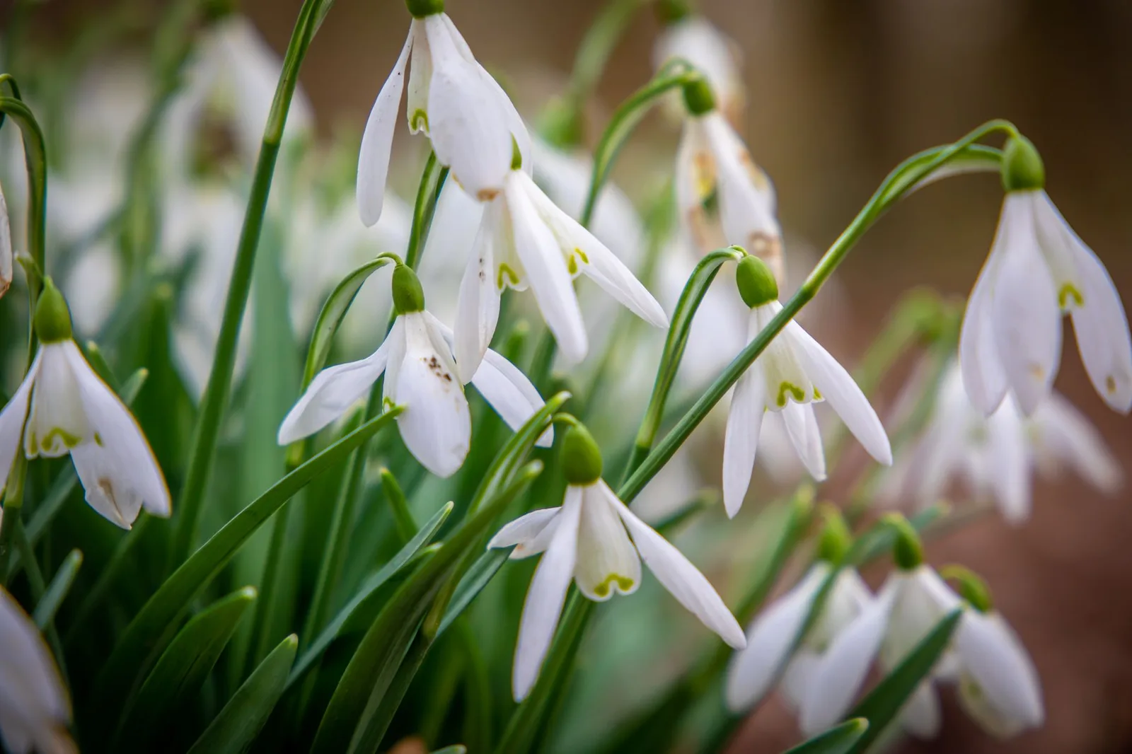 Sneeuwklokje planten: wanneer, hoe diep en waar