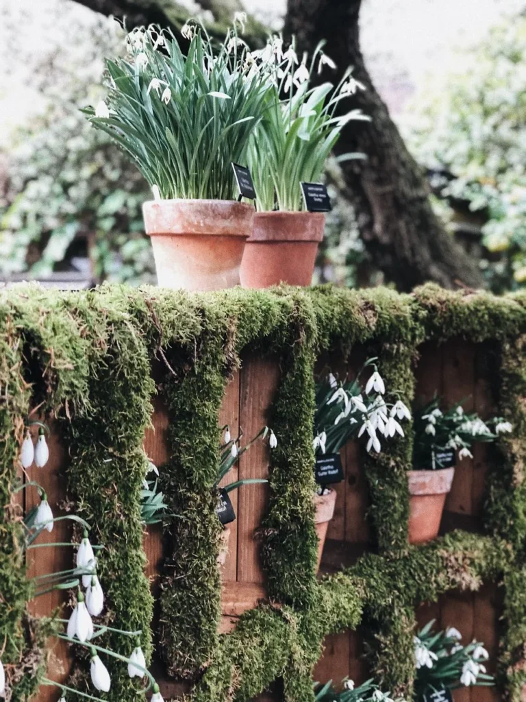 Sneeuwklokjes in terracotta potten op een met mos begroeide houten stellage