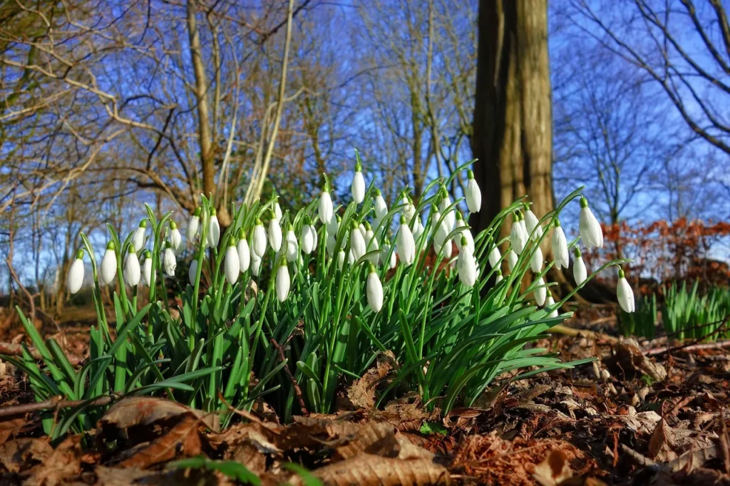 Sneeuwklokjes in bloei tussen afgevallen blad onder kale bladverliezende bomen in de late winter