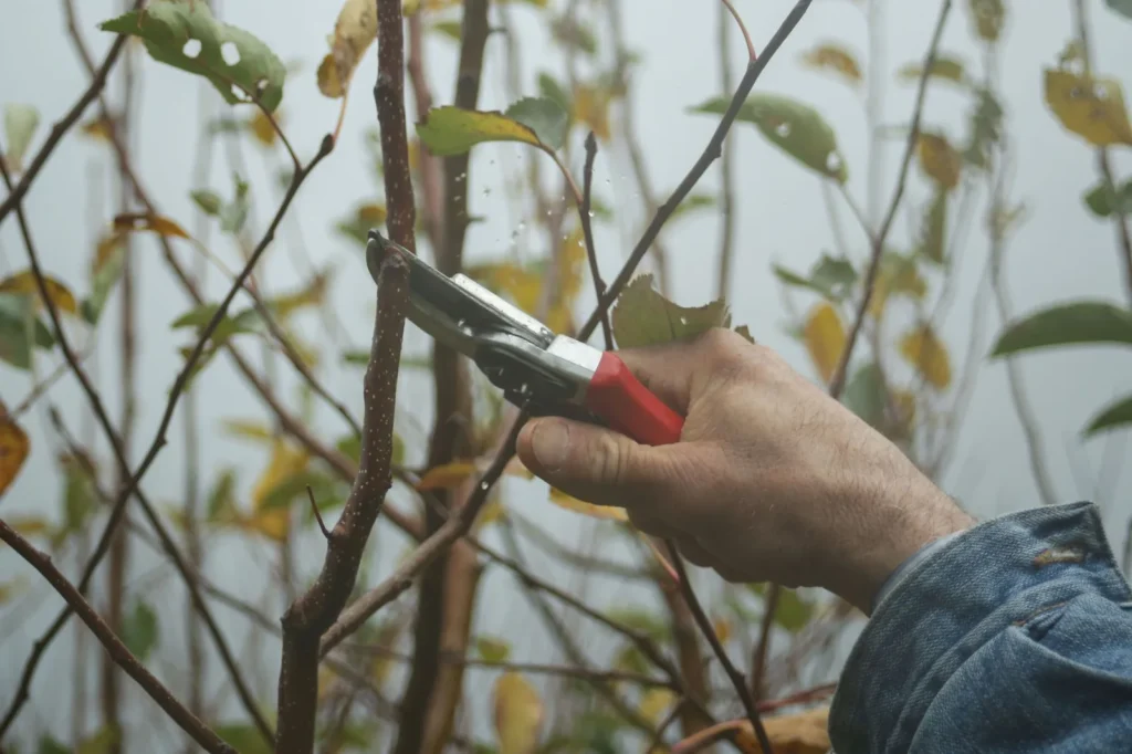 Hand met een snoeischaar knipt een tak van een jonge boom in de herfst