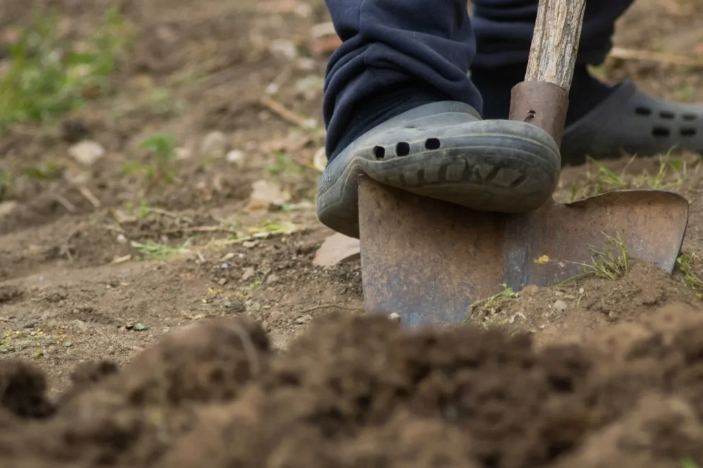 Voet op een spade die een plantsleuf graaft in losse tuingrond