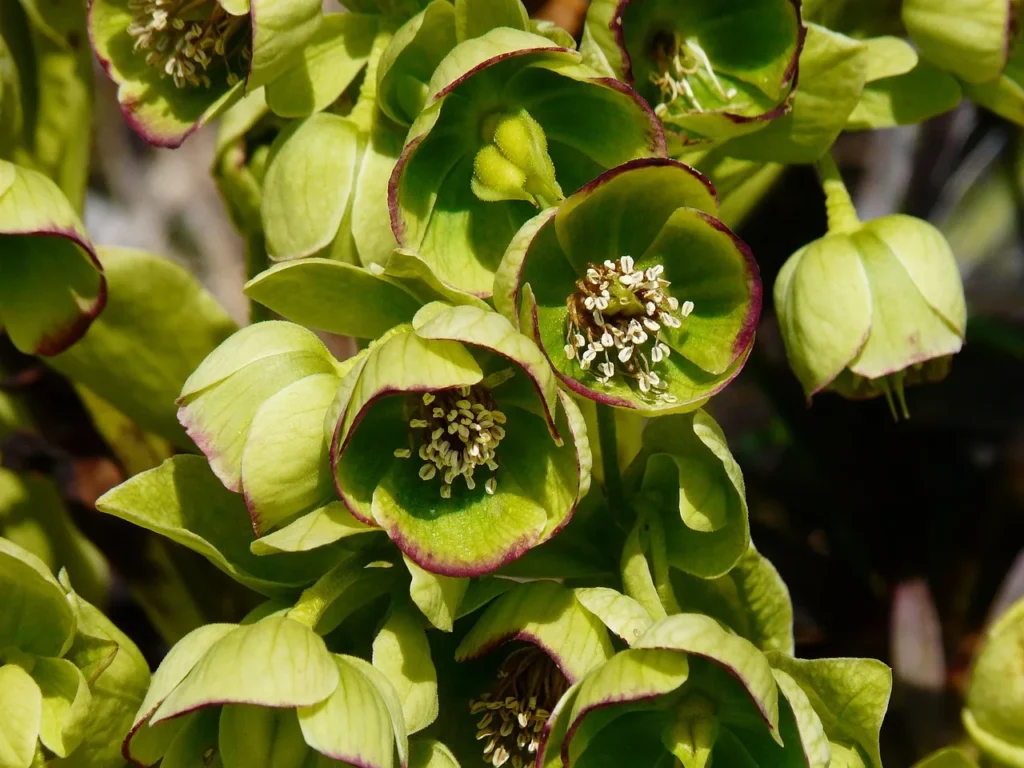 Klokvormige groene bloemen met een paarsrode rand van stinkend nieskruid (Helleborus foetidus)